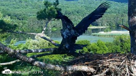 VINS Bald Eagles Nest Live Cams - Jul 24, 2026, 5:22pm EDT