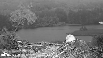 VINS Bald Eagles Nest Live Cams - May 31, 2026, 8:15pm EDT