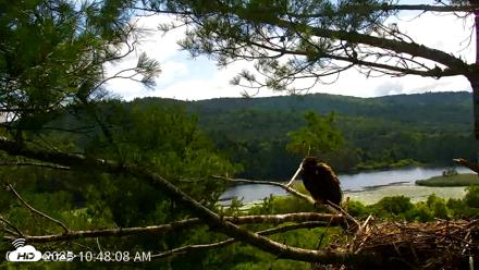 VINS Bald Eagles Nest Live Cams - Jul 19, 2026, 10:49am EDT