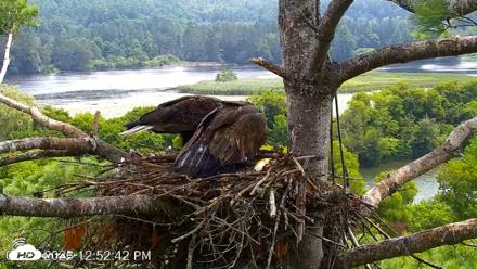 VINS Bald Eagles Nest Live Cams - Jul 28, 2026, 12:53pm EDT