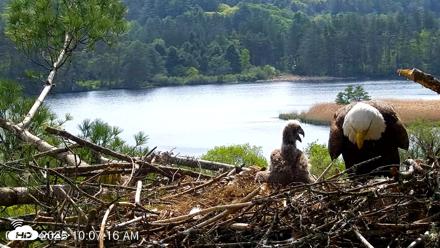 VINS Bald Eagles Nest Live Cams - May 19, 2026, 10:08am EDT
