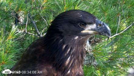 VINS Bald Eagles Nest Live Cams - Jul 26, 2026, 8:34am EDT