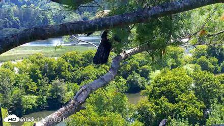 VINS Bald Eagles Nest Live Cams - Jul 25, 2026, 12:57pm EDT