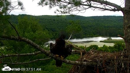 VINS Bald Eagles Nest Live Cams - Jul 10, 2026, 9:38am EDT