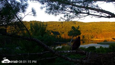 VINS Bald Eagles Nest Live Cams - Jul 19, 2026, 8:02pm EDT