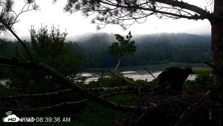 VINS Bald Eagles Nest Live Cams - Jul 8, 2026, 8:40am EDT