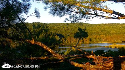 VINS Bald Eagles Nest Live Cams - Jul 19, 2026, 7:51pm EDT