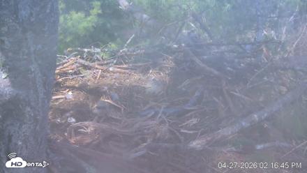 VINS Bald Eagles Nest Live Cams - Apr 27, 2026, 2:17pm EDT