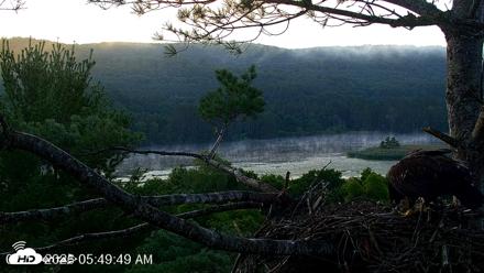 VINS Bald Eagles Nest Live Cams - Jul 17, 2026, 5:50am EDT