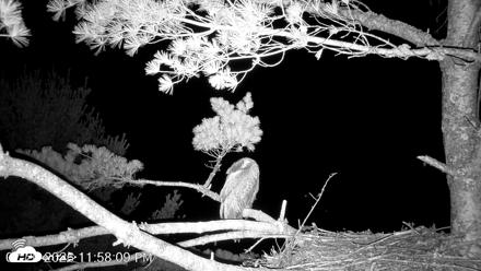 VINS Bald Eagles Nest Live Cams - Jul 20, 2026, 11:58pm EDT