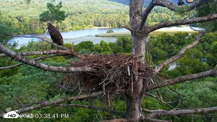 VINS Bald Eagles Nest Live Cams - Aug 13, 2026, 3:40pm EDT