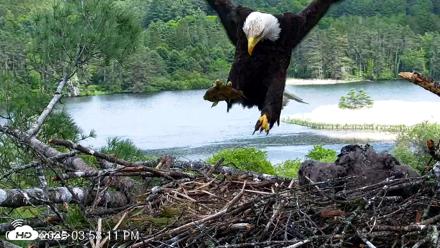 VINS Bald Eagles Nest Live Cams - May 28, 2026, 3:59pm EDT