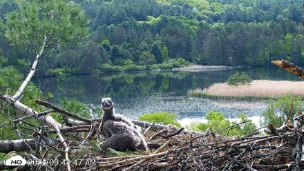 VINS Bald Eagles Nest Live Cams - May 23, 2026, 9:45am EDT