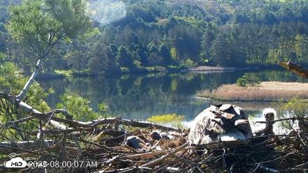 VINS Bald Eagles Nest Live Cams - May 12, 2026, 8:00am EDT