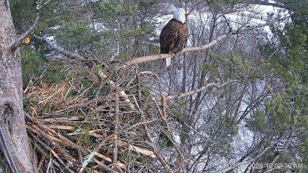 VINS Bald Eagles Nest Live Cams - Mar 5, 2026, 10:03am EST
