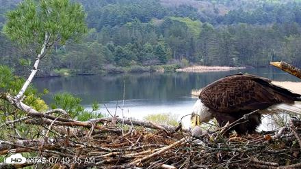 VINS Bald Eagles Nest Live Cams - May 10, 2026, 7:50am EDT