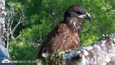 VINS Bald Eagles Nest Live Cams - Jul 26, 2026, 9:01am EDT