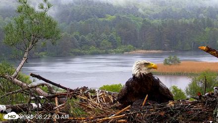 VINS Bald Eagles Nest Live Cams - May 24, 2026, 8:22am EDT