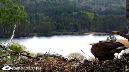 VINS Bald Eagles Nest Live Cams - May 5, 2026, 4:01pm EDT