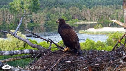 VINS Bald Eagles Nest Live Cams - Jun 24, 2026, 7:30pm EDT