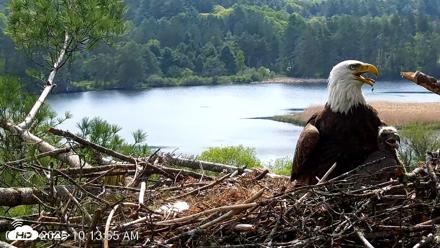 VINS Bald Eagles Nest Live Cams - May 19, 2026, 10:14am EDT