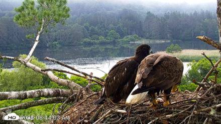 VINS Bald Eagles Nest Live Cams - Jun 27, 2026, 8:45am EDT