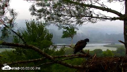 VINS Bald Eagles Nest Live Cams - Jul 18, 2026, 5:03pm EDT