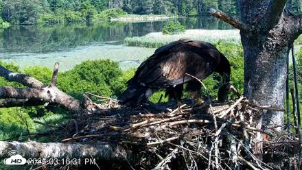 VINS Bald Eagles Nest Live Cams - Jul 24, 2026, 3:18pm EDT