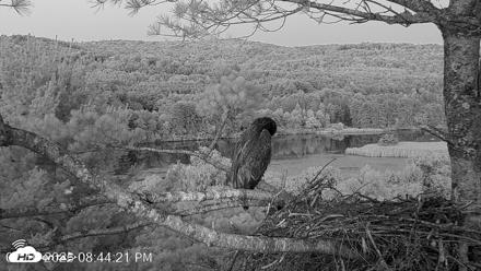 VINS Bald Eagles Nest Live Cams - Jul 16, 2026, 8:45pm EDT