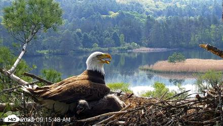 VINS Bald Eagles Nest Live Cams - May 19, 2026, 9:16am EDT