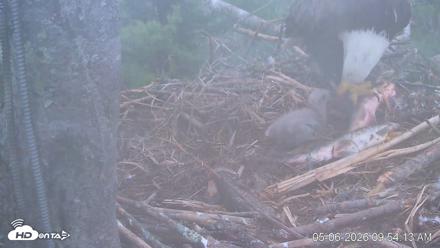 VINS Bald Eagles Nest Live Cams - May 6, 2026, 9:54am EDT