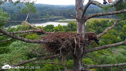 VINS Bald Eagles Nest Live Cams - Aug 23, 2026, 8:26am EDT