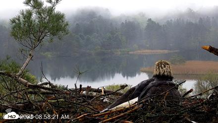 VINS Bald Eagles Nest Live Cams - May 14, 2026, 9:00am EDT
