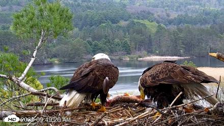 VINS Bald Eagles Nest Live Cams - May 6, 2026, 9:50am EDT