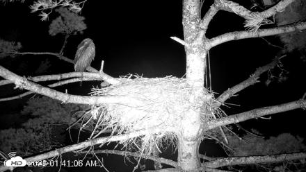 VINS Bald Eagles Nest Live Cams - Aug 13, 2026, 1:41am EDT