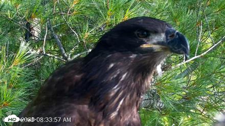 VINS Bald Eagles Nest Live Cams - Jul 26, 2026, 8:34am EDT