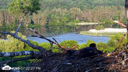VINS Bald Eagles Nest Live Cams - Jun 28, 2026, 7:23pm EDT
