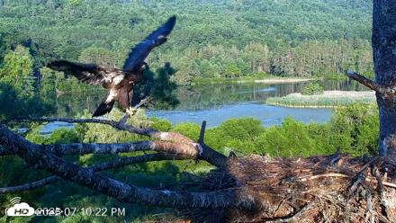VINS Bald Eagles Nest Live Cams - Jul 24, 2026, 7:10pm EDT