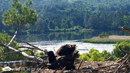 VINS Bald Eagles Nest Live Cams - Jun 17, 2026, 8:37am EDT