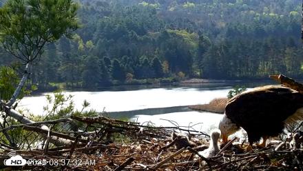 VINS Bald Eagles Nest Live Cams - May 5, 2026, 8:38am EDT