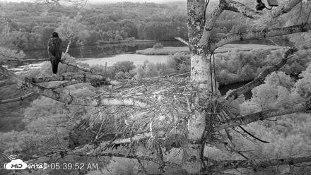 VINS Bald Eagles Nest Live Cams - Aug 18, 2026, 5:40am EDT