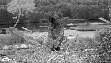 VINS Bald Eagles Nest Live Cams - Jun 25, 2026, 4:56am EDT