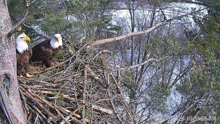 VINS Bald Eagles Nest Live Cams - Mar 9, 2026, 10:40am EDT