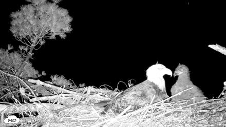 VINS Bald Eagles Nest Live Cams - May 27, 2026, 9:47pm EDT