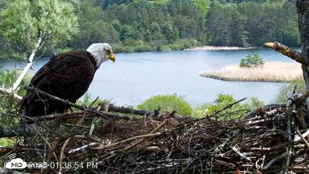 VINS Bald Eagles Nest Live Cams - May 19, 2026, 1:40pm EDT