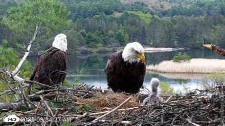 VINS Bald Eagles Nest Live Cams - May 13, 2026, 9:35am EDT
