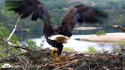 VINS Bald Eagles Nest Live Cams - May 13, 2026, 2:04pm EDT