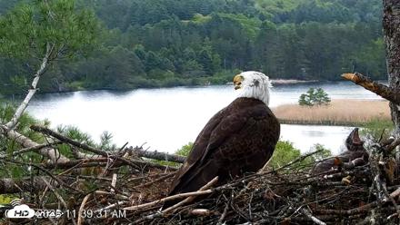 VINS Bald Eagles Nest Live Cams - May 19, 2026, 11:40am EDT