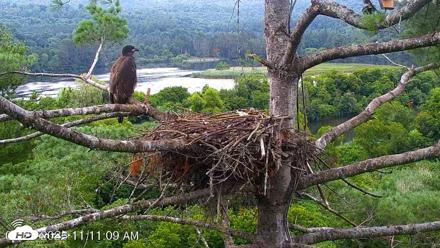 VINS Bald Eagles Nest Live Cams - Jul 29, 2026, 11:11am EDT