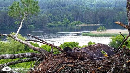 VINS Bald Eagles Nest Live Cams - Jun 26, 2026, 9:23am EDT